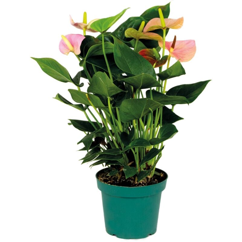 Bloomique - Anthurium 'Aristo' Rose - Flamingo Plant - Entretien facile - ⌀14 cm - ↕45-55 cm