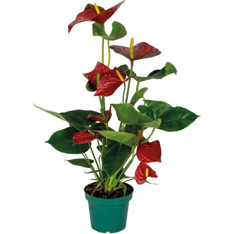 Bloomique - Anthurium 'Aristo' Rouge - Flamingo Plant - Entretien facile - ⌀14 cm - ↕45-55 cm - Red
