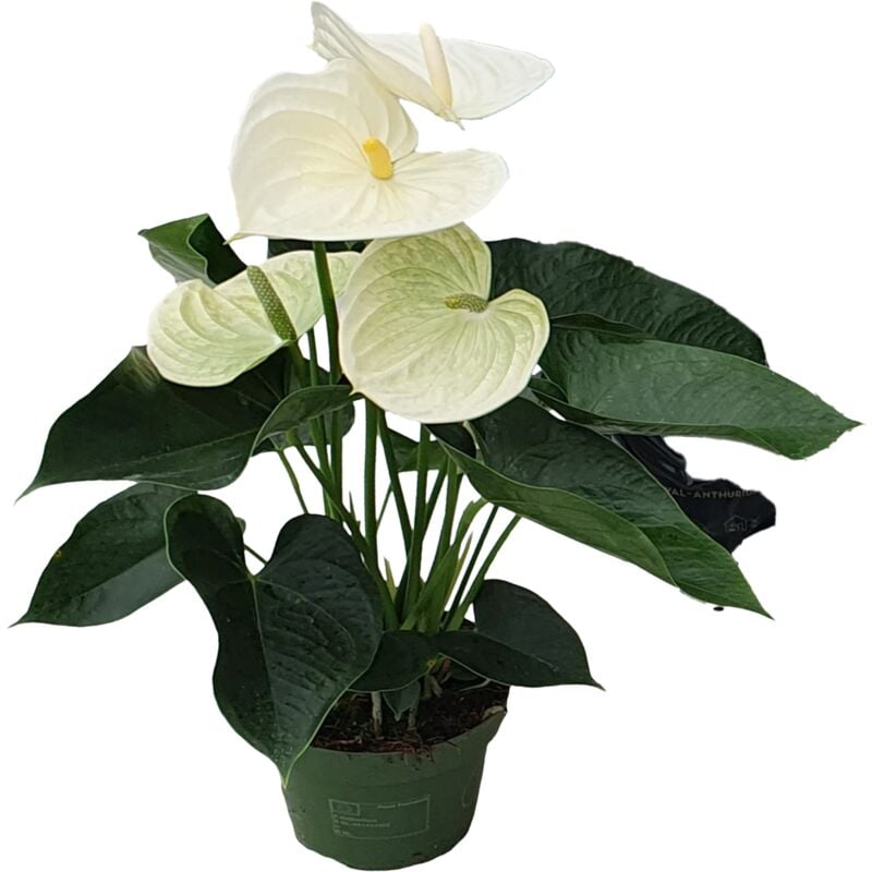 Plant In A Box - Langue de feu - Anthurium 'Alpine White' - Hauteur 40-55cm - ø14cm
