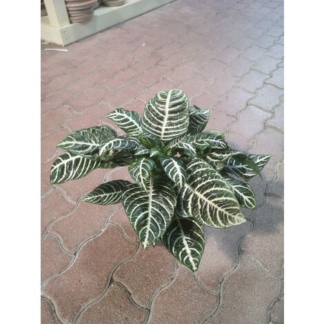Aphelandra Squarrosa