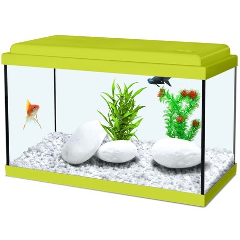 Petit aquarium
