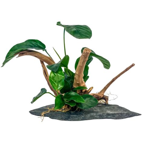 AquaOne 2 Anubias Pflanzen auf Moorkienwurzel mit Schieferplatte
