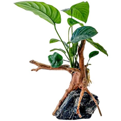 AquaOne Anubias barteri Pflanze auf Moorkienwurzel mit Seiryu Stein