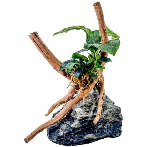 AquaOne Anubias nana Pflanze auf Moorkienwurzel mit Seiryu Stein