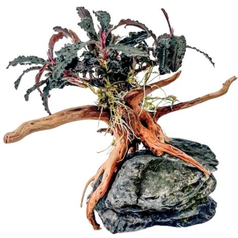 AquaOne Bucephalandra Pflanze auf Moorkienwurzel mit Seiryu Stein