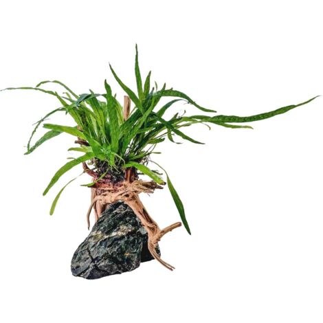 AquaOne Microsorum Pflanze auf Moorkienwurzel mit Seiryu Stein