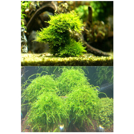 Aquarium-Filterkugel – Transparente Dekoration für Moos – 5 x 3 cm große, halbkunststofffarbene Kugel mit Schnur und Gegengewicht