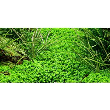 Aquarium Pflanze 10 Stück Hemianthus callitrichoides Wasserpflanze Nr.048B Set