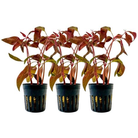 Aquarium Pflanze 3 Stück Alternanthera lilacina Topf Nr.323L