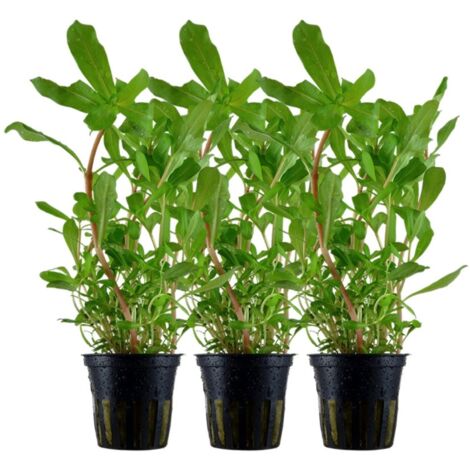 Aquarium Pflanze 3 Stück Ammannia crassicaulis Nr.033B