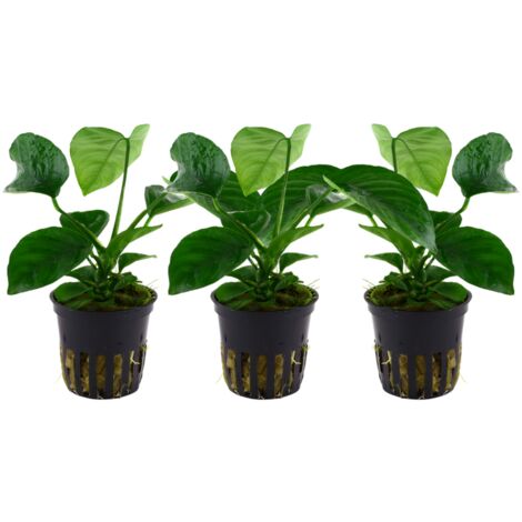 Aquarium Pflanze 3 Stück Anubias barteri caladiifolia Wasserpflanze Tropica Topf Nr.101U Set