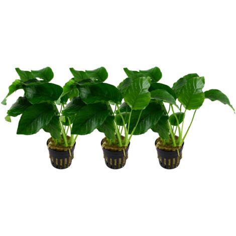Aquarium Pflanze 3 Stück Anubias barteri var.barteri Wasserpflanze Topf Nr.301A Set