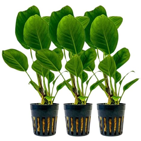 Aquarium Pflanze 3 Stück Anubias heterophylla Topf Nr.302