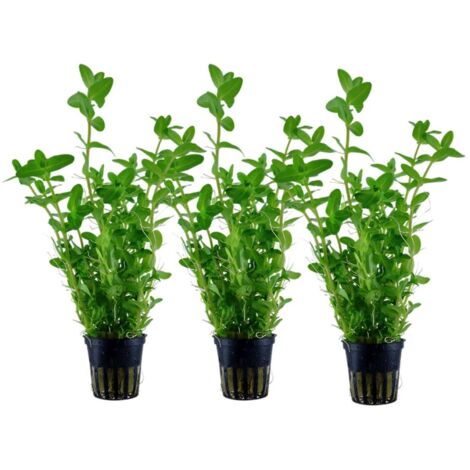 Aquarium Pflanze 3 Stück Bacopa caroliniana Wasserpflanze Nr.343 Set