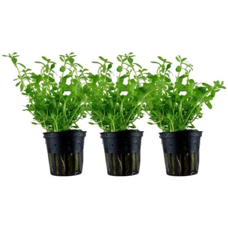 Aquarium Pflanze 3 Stück Bacopa monnieri 'Compact' Wasserpflanze Topf Nr.344A Set