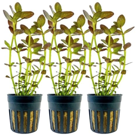Aquarium Pflanze 3 Stück Bacopa salzmannii purple Nr.343B