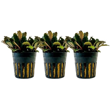 Aquarium Pflanze 3 Stück Bucephalandra sp 'Blue green' Nr.340A