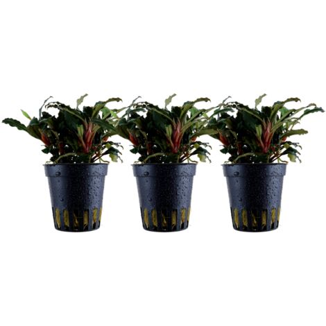 Aquarium Pflanze 3 Stück Bucephalandra sp. 'Red' Wasserpflanze Topf Nr.339A Set