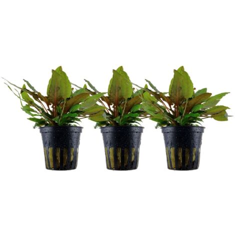 Aquarium Pflanze 3 Stück Cryptocoryne wendtii 'Tropica' Wasserpflanze Nr.309E Set