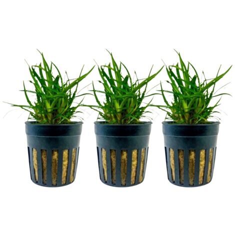 Aquarium Pflanze 3 Stück Eriocaulon sp. 'Vietnam' Topf Nr.391A
