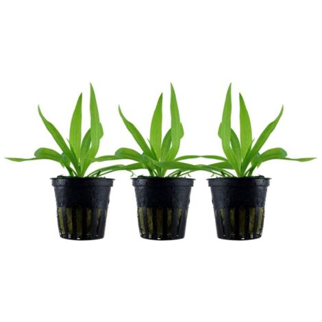 Aquarium Pflanze 3 Stück Helanthium 'Quadricostatus' Wasserpflanze Topf Nr.068 Set