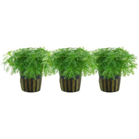 Aquarium Pflanze 3 Stück Hottonia palustris Wasserpflanze Topf Nr.027 Set