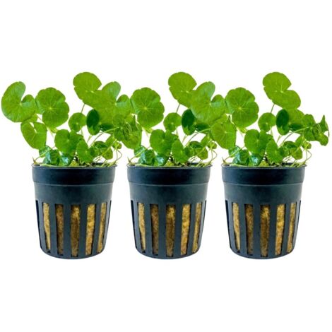 Aquarium Pflanze 3 Stück Hydrocotyle leucocephala Wasserpflanze Topf Nr.339L Set