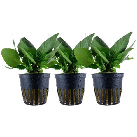Aquarium Pflanze 3 Stück Hygrophila Compact Wasserpflanze Tropica Nr.052D Set