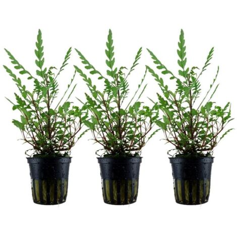 Aquarium Pflanze 3 Stück Hygrophila pinnatifida Wasserpflanze Topf Nr.351A Set