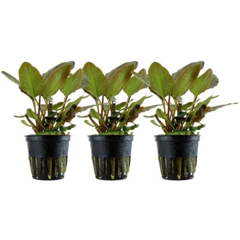 Aquarium Pflanze 3 Stück  Lagenandra meeboldii 'Red' Wasserpflanze Topf Nr.303 Set