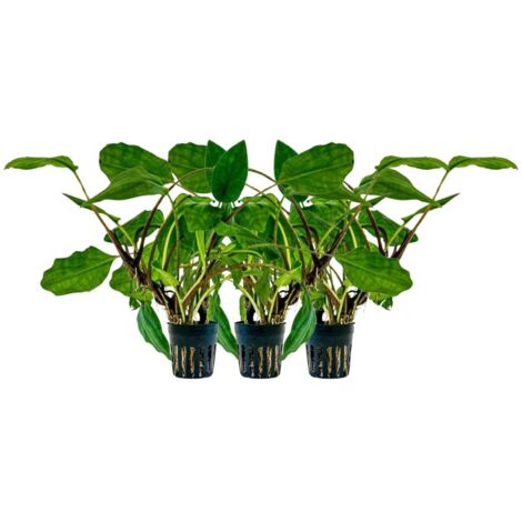 Aquarium Pflanze 3 Stück Lagenandra sp green Topf Nr.304