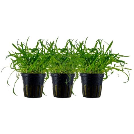 Aquarium Pflanze 3 Stück Lilaeopsis brasiliensis Wasserpflanze Topf Nr.340 Set