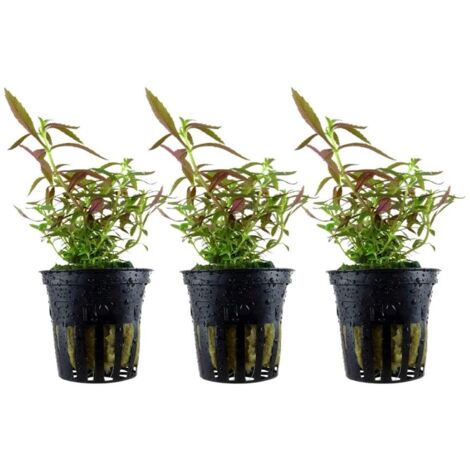 Aquarium Pflanze 3 Stück Limnophila hippuridoides Wasserpflanze Topf Nr.047C Set