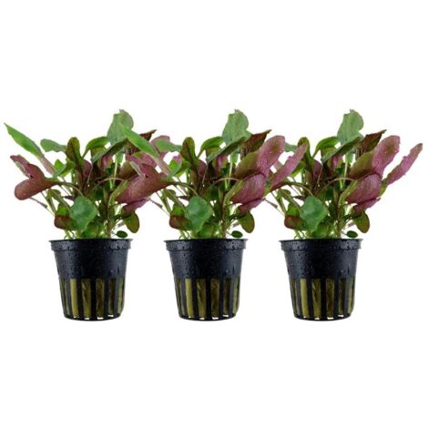 Aquarium Pflanze 3 Stück Lobelia cardinalis Wasserpflanze Topf Nr.353C Set