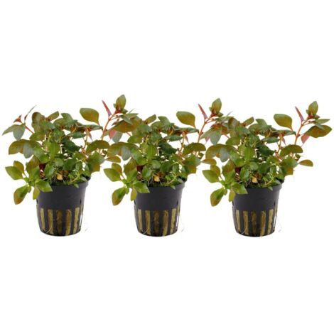 Aquarium Pflanze 3 Stück Ludwigia repens 'Rubin' Wasserpflanze Tropica Nr.033D Set