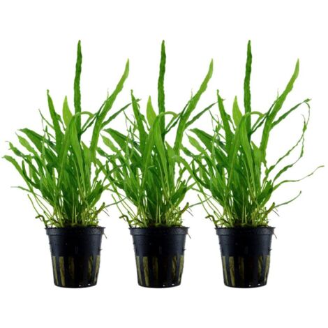 Aquarium Pflanze 3 Stück Microsorum pteropus 'Narrow' Wasserpflanze Tropica Topf Nr.008A Set