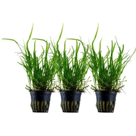 Aquarium Pflanze 3 Stück Microsorum pteropus 'Trident' Wasserpflanze Topf Nr.308G Set