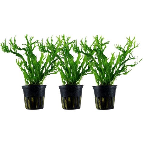 Aquarium Pflanze 3 Stück Microsorum pteropus 'Windelov' Wasserpflanze Topf Nr.308B Set