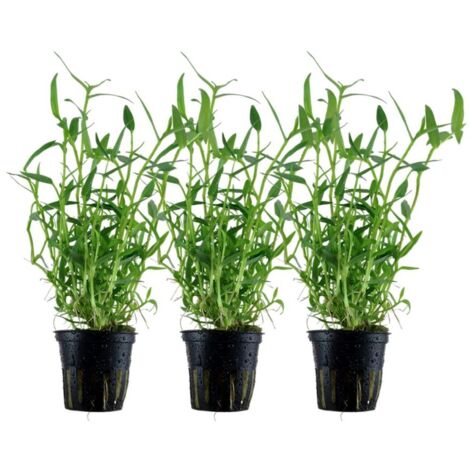 Aquarium Pflanze 3 Stück Murdannia keisak Bambus Wasserpflanze Tropica Nr.135 Set