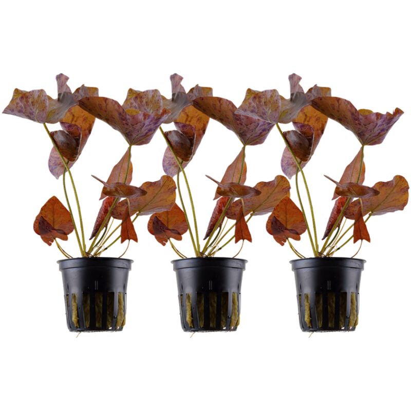 Aquarium Pflanze 3 Stück Nymphaea Lotus Tigerlotus Wasserpflanze Tropica Nr.019 Set