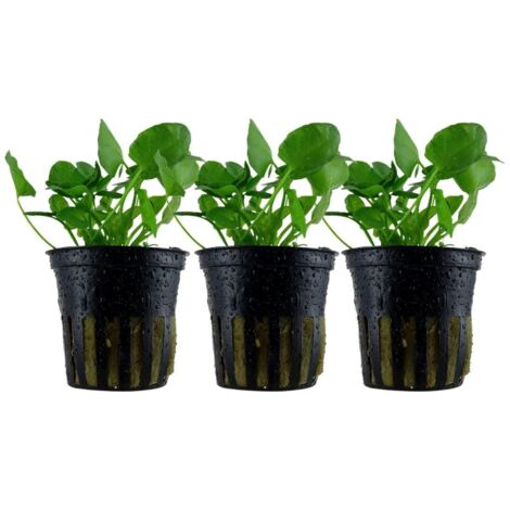 Aquarium Pflanze 3 Stück Nymphoides hydrophylla 'Taiwan' Wasserpflanze Nr.041B Set