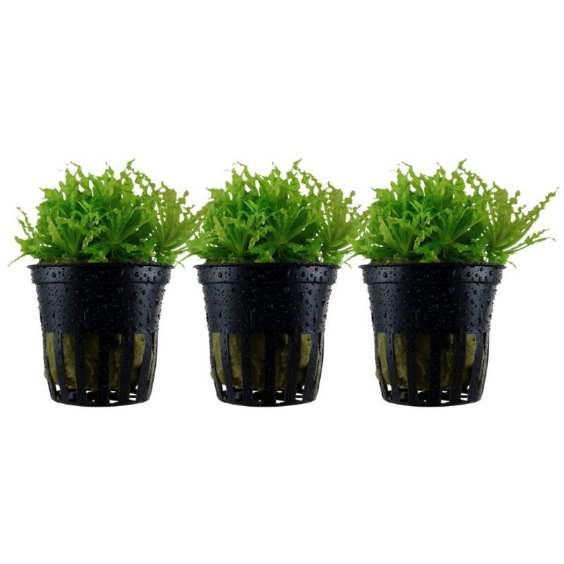 Aquarium Pflanze 3 Stück Pogostemon helferi Wasserpflanze Nr.053H Set