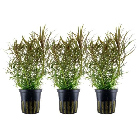 Aquarium Pflanze 3 Stück Pogostemon stellatus Wasserpflanze Topf Nr.053G Set