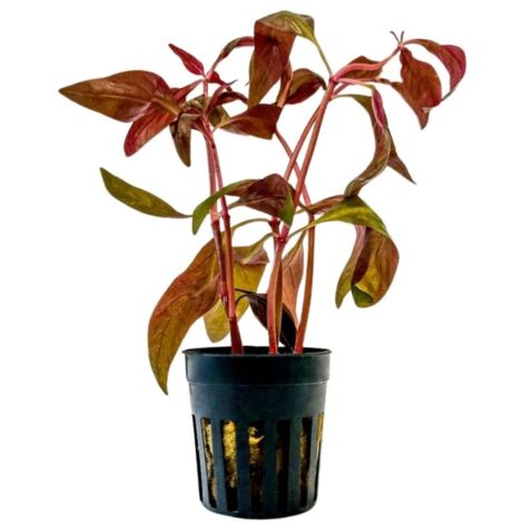 Aquarium Pflanze Alternanthera lilacina Topf Nr.323L
