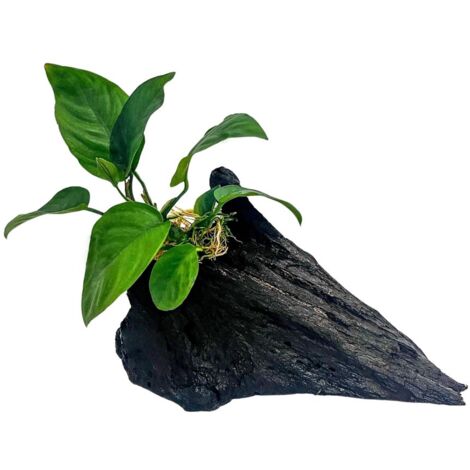 Aquarium Pflanze Anubias barteri auf Mangrovenwurzel AquaOne