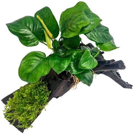 Aquarium Pflanze Anubias barteri und Moos auf Mangrovenwurzel AquaOne