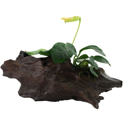 Aquarium Pflanze Anubias barteri var. nana auf Wurzel Tropica Nr.101 YWS