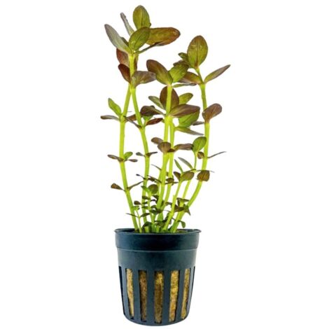 Aquarium Pflanze Bacopa salzmannii purple Topf Nr.343B