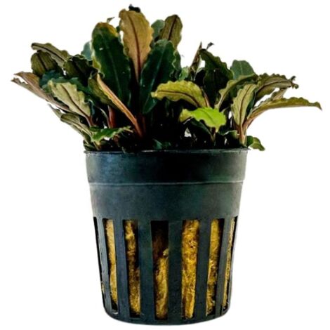 Aquarium Pflanze Bucephalandra sp 'Blue green' Nr.340A