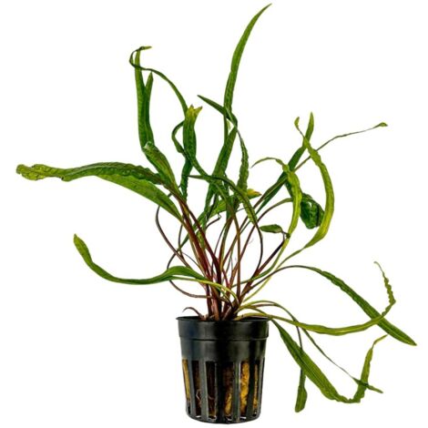 Aquarium Pflanze Cryptocoryne balansae Tropica Nr.125